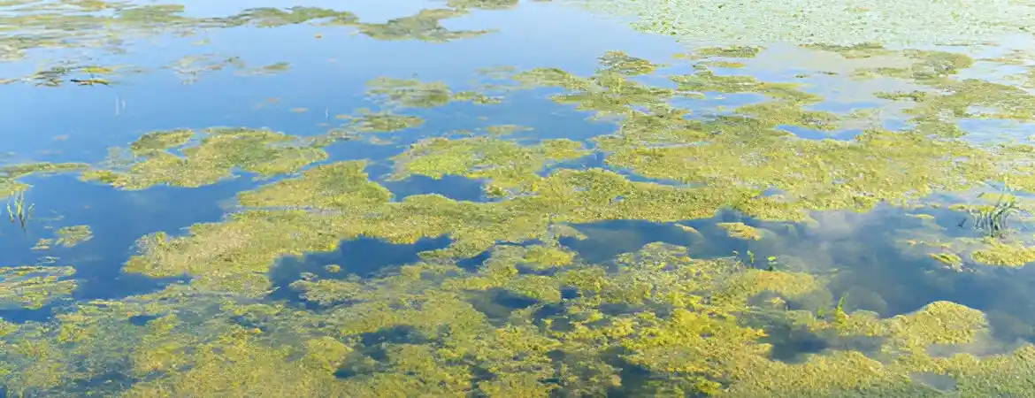 Harmful Algal Blooms (HABs) and Water Quality: Understanding and Mitigating the Threat