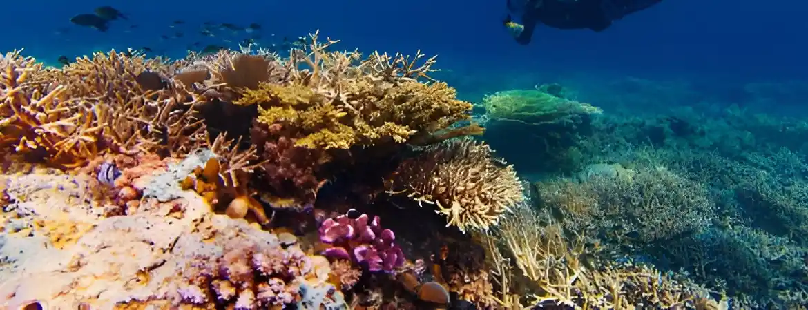 Coral Reef Protection and Water Quality: A Vital Connection