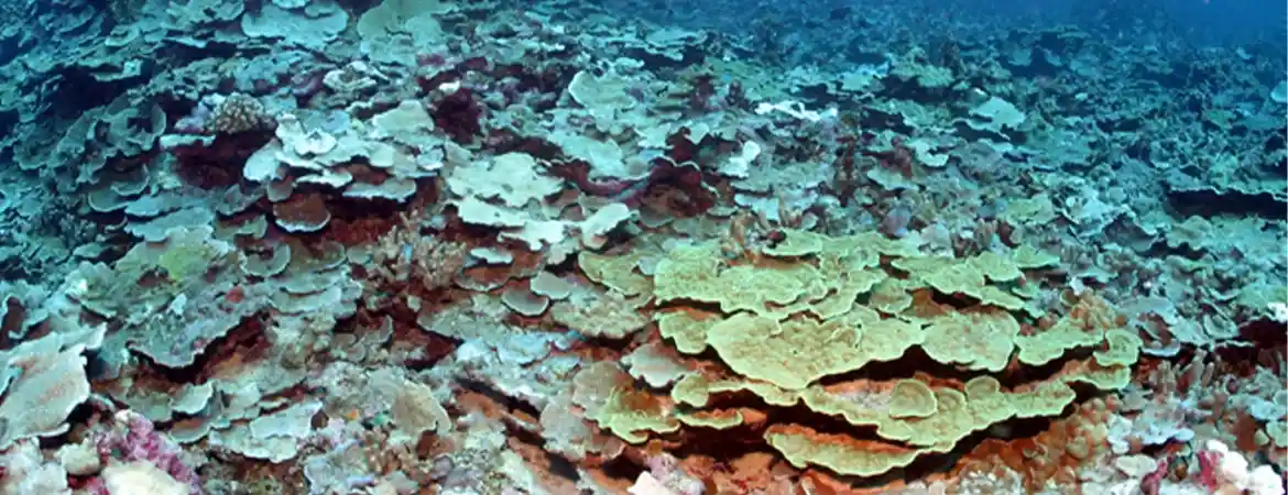 Coral Reef Protection and Water Quality: A Vital Connection