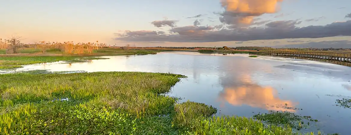 Role of Wetlands in Water Quality Improvement: Nature’s Natural Filters