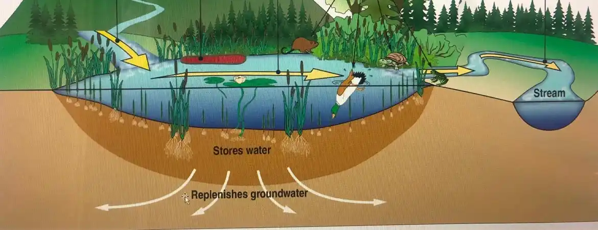 Role of Wetlands in Water Quality Improvement: Nature’s Natural Filters