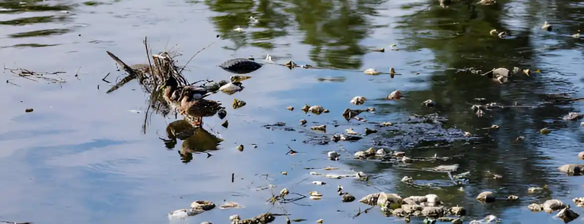 Role of Wetlands in Water Quality Improvement: Nature’s Natural Filters