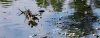 Role of Wetlands in Water Quality Improvement: Nature’s Natural Filters
