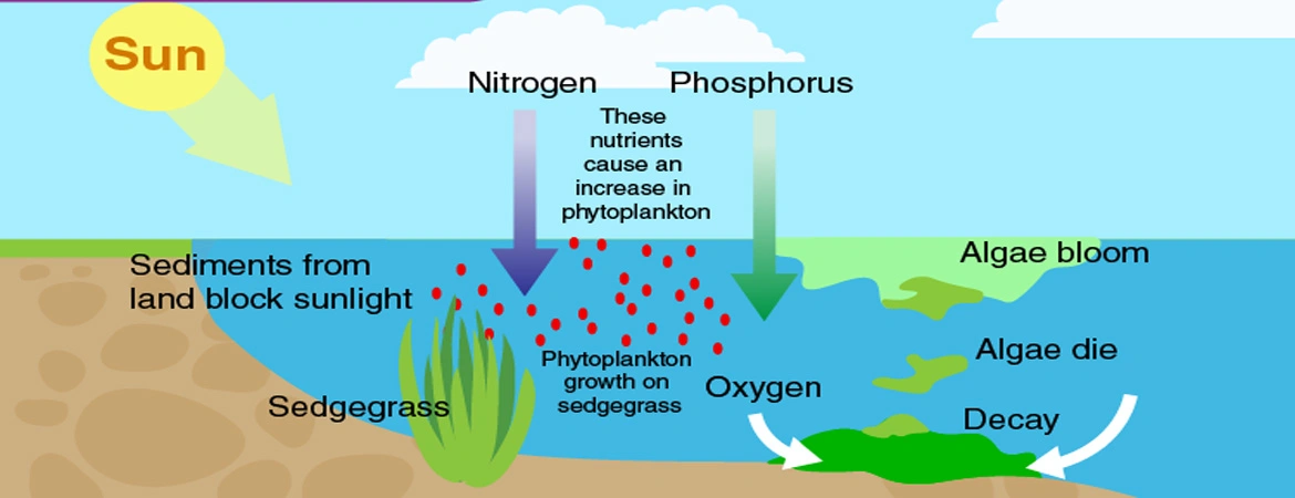 Eutrophication in Water Bodies: Causes, Impacts, and Mitigation