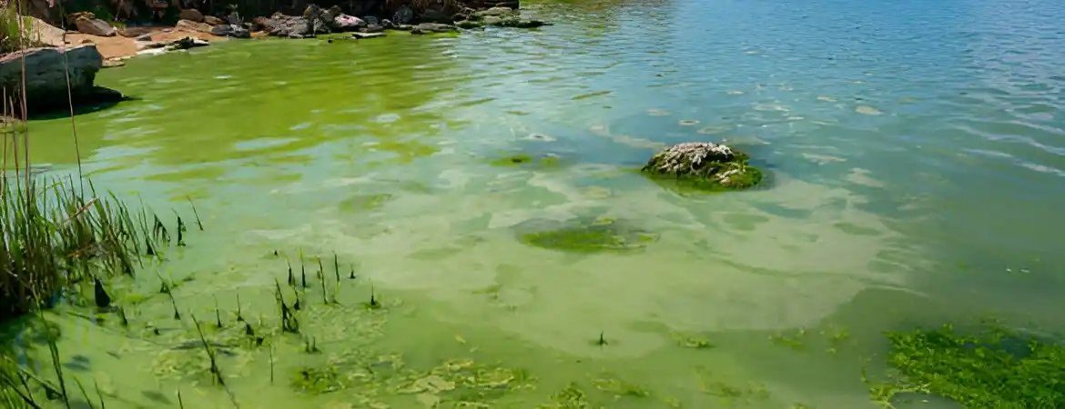 Eutrophication in Water Bodies: Causes, Impacts, and Mitigation