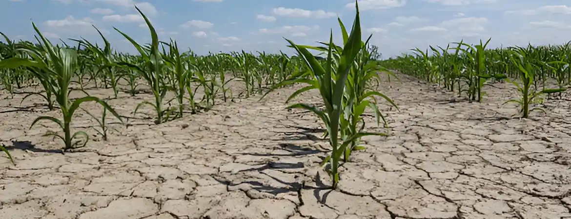 Drought-Resistant Crops and Water Use Efficiency: Paving the Way for Sustainable Agriculture