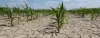Drought-Resistant Crops and Water Use Efficiency: Paving the Way for Sustainable Agriculture