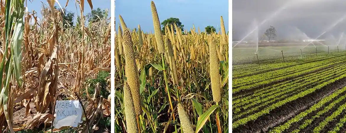 Drought-Resistant Crops and Water Use Efficiency: Paving the Way for Sustainable Agriculture