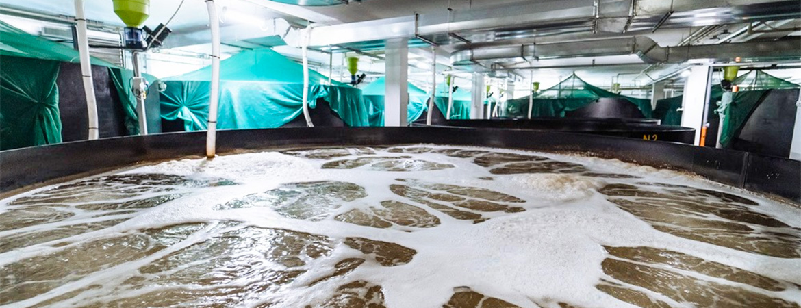 Water Treatment Plant (WTP) for Shrimp Hatcheries and Aquariums: Ensuring Optimal Water Quality