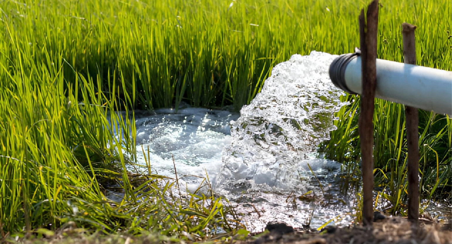 The Impact of Water Treatment on Agricultural Efficiency