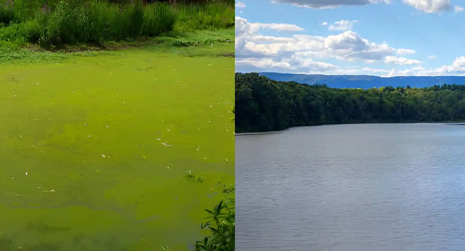 Harmful Algal Blooms (HABs) and Water Quality: Understanding and Mitigating the Threat