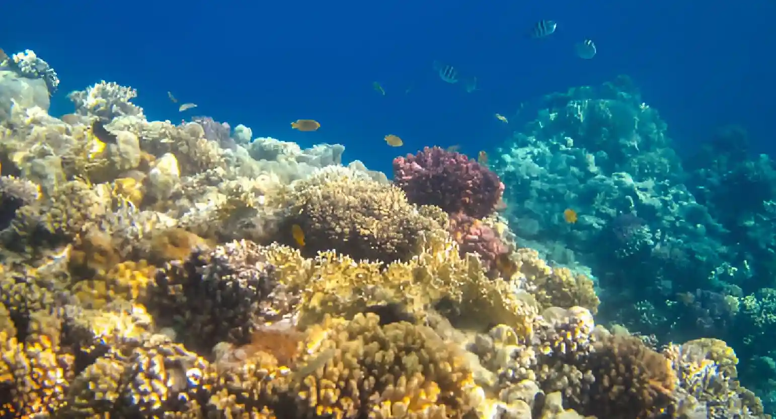 Coral Reef Protection and Water Quality: A Vital Connection