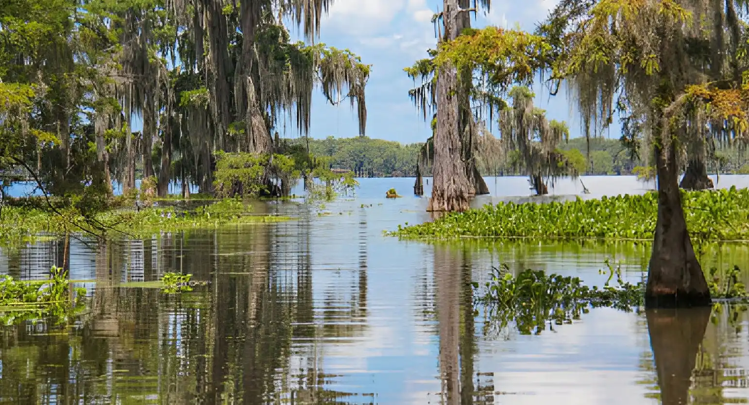 Role of Wetlands in Water Quality Improvement: Nature’s Natural Filters