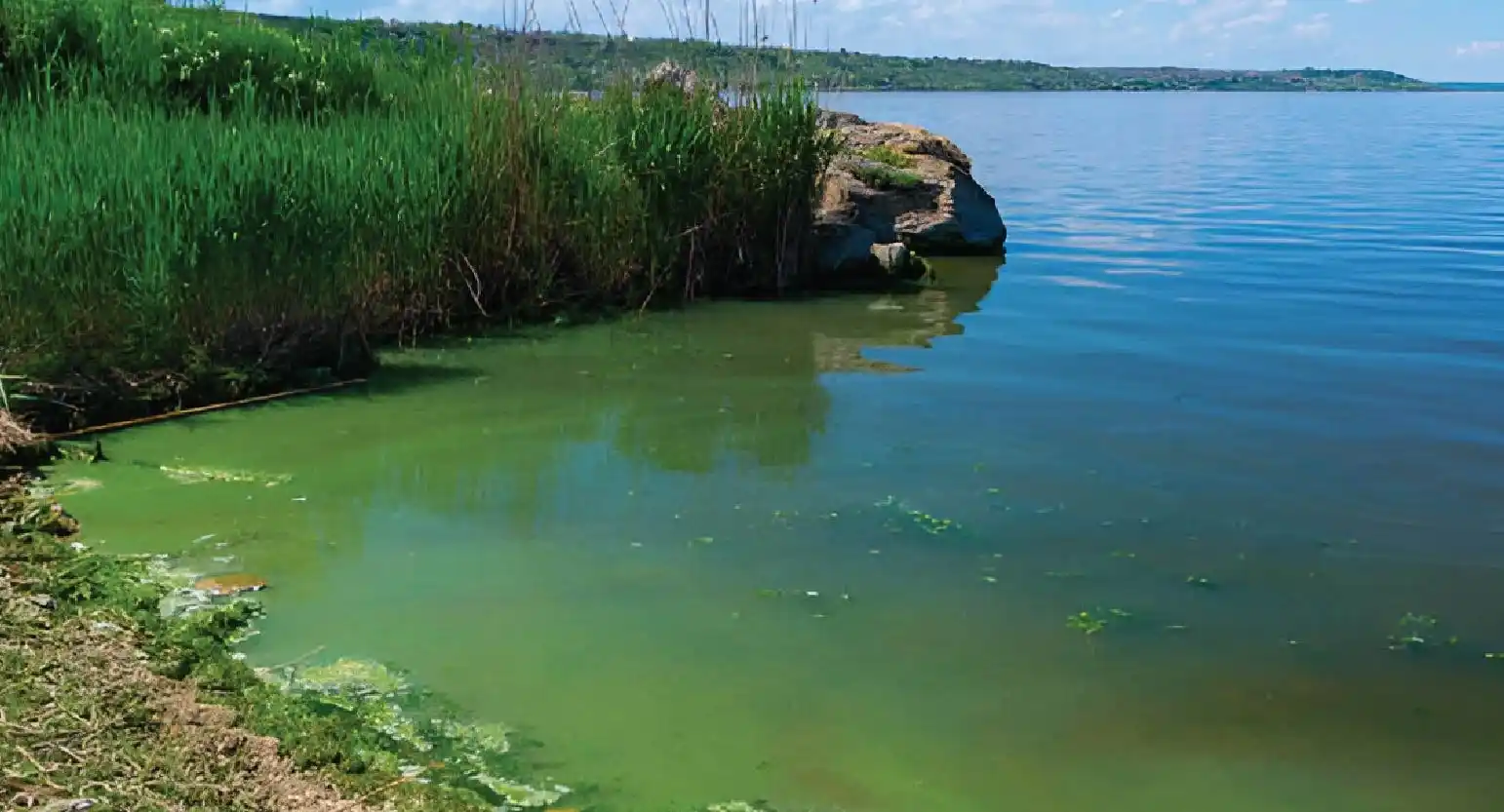 Eutrophication in Water Bodies: Causes, Impacts, and Mitigation